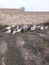 Hinduşkalar — Quşlar