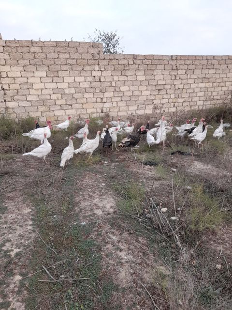 Hinduşkalar — Bakı