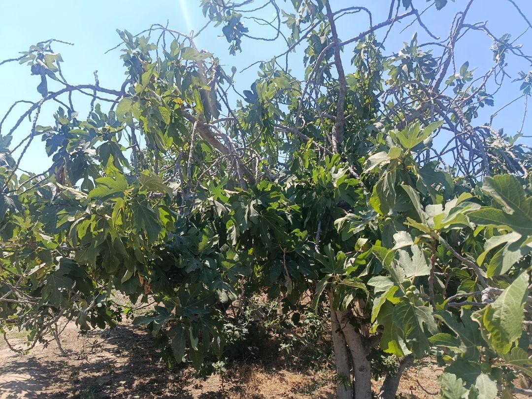 Satılır torpaq 7 sot — Torpaq, Bakı (2)