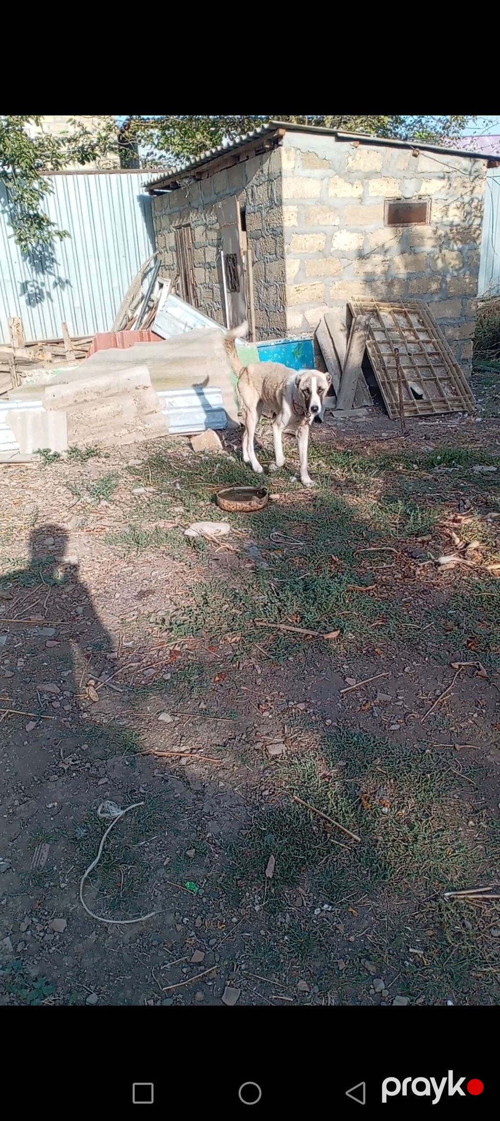 Erkəy kucuk satılır 7 ay uzun qalın kucukdu cox urəyli di itə melidi — Köpəklər, Cəlilabad (6)