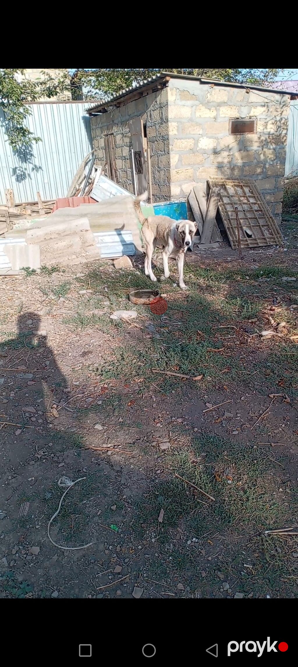 Erkəy kucuk satılır 7 ay uzun qalın kucukdu cox urəyli di itə melidi — Köpəklər, Cəlilabad (6)