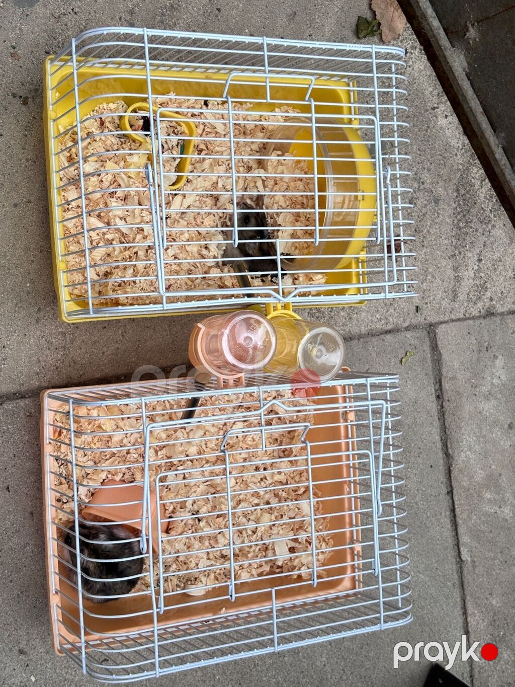 2 xamyak 2 qefes cixdi satisa 1 disi 1 erkek real alicilar narahat — Kəmiçilər, Sumqayıt (4)
