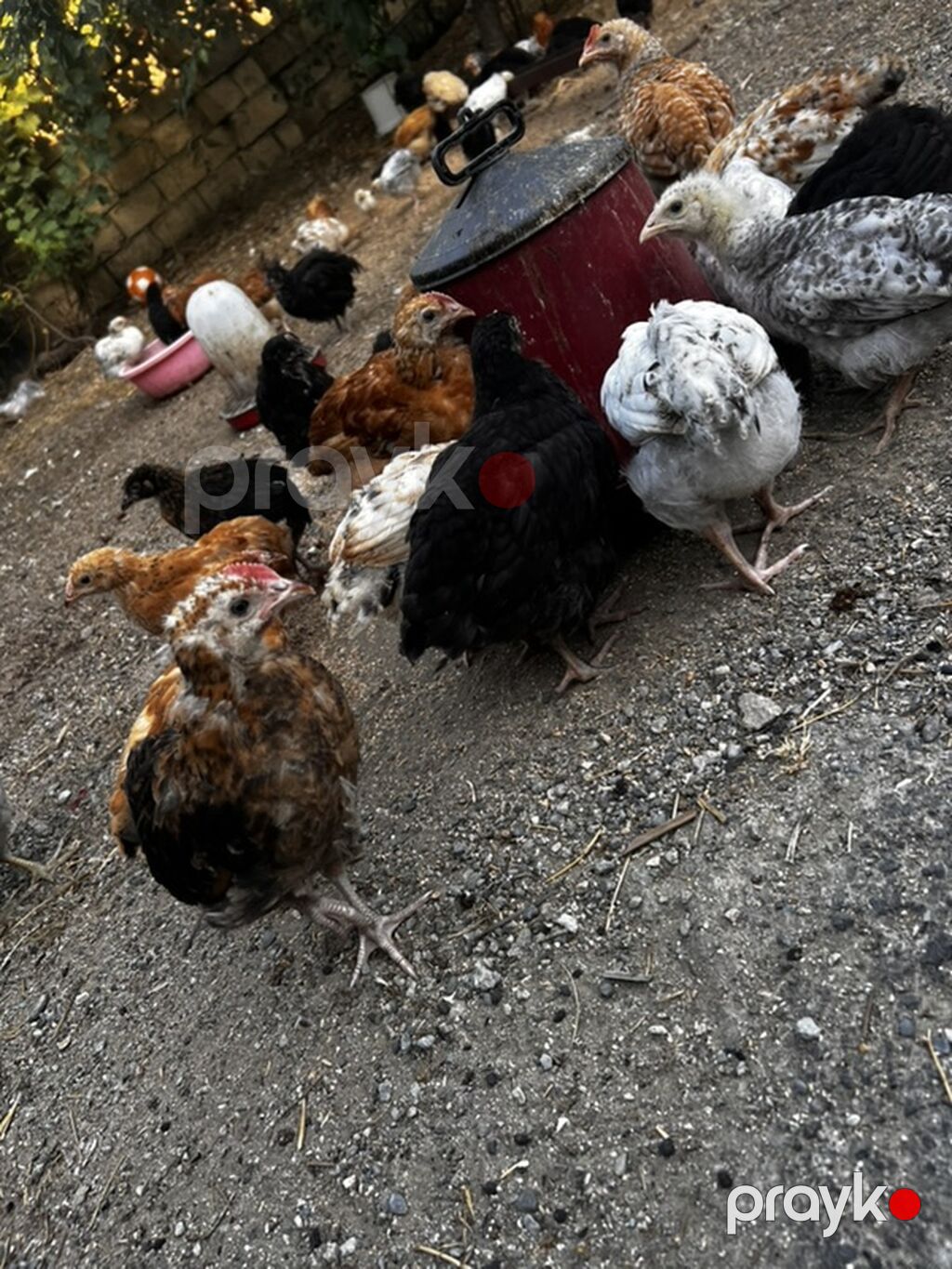 Toyuq cücələri, Ətlik — Toyuq və xoruz, Digah (8)