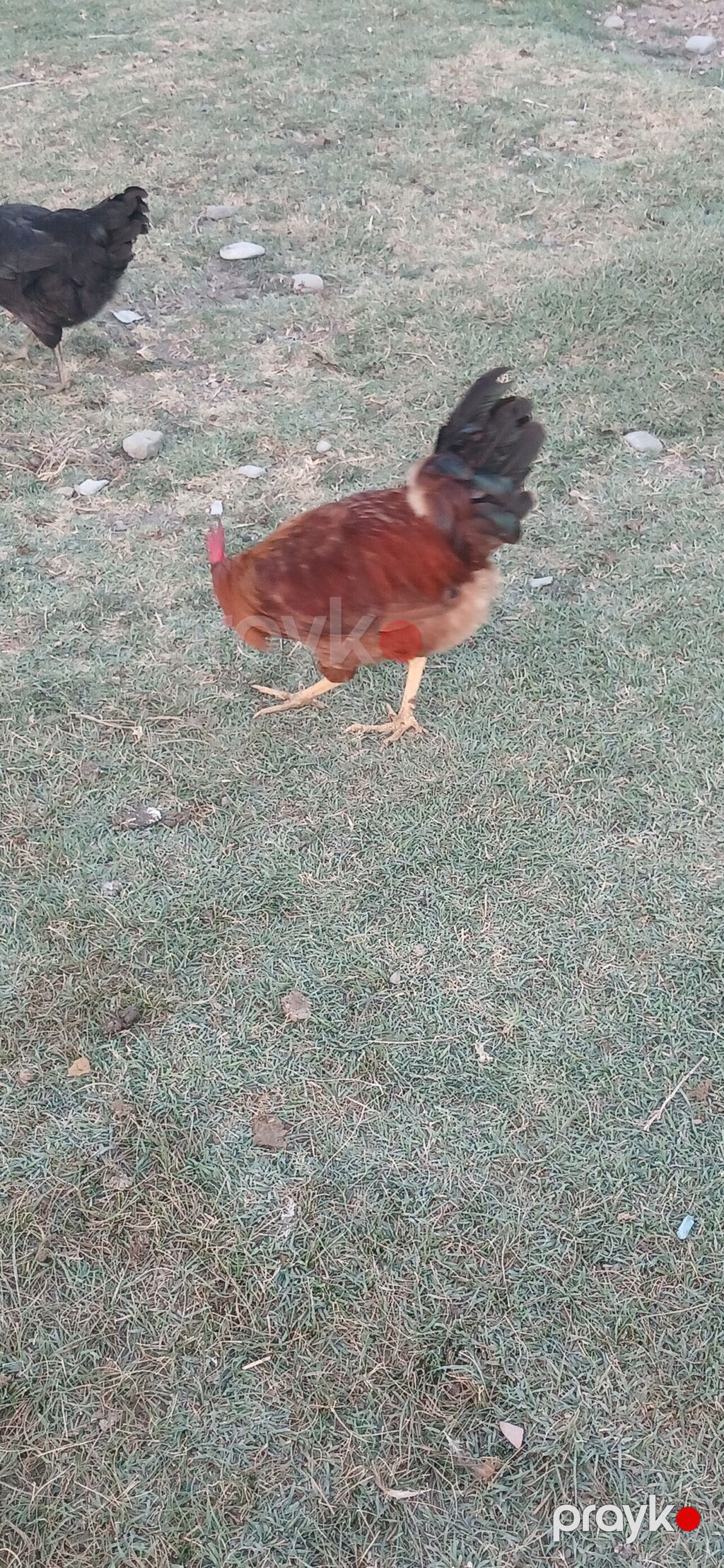 Toyuq, Yumurtalıq, Ünvandan götürmə — Toyuq və xoruz, Yevlax (2)