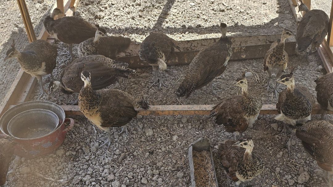 Tovuzquşu — Quşlar, Salyan (5)