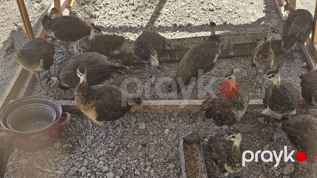 Tovuzquşu — Quşlar, Salyan (5)