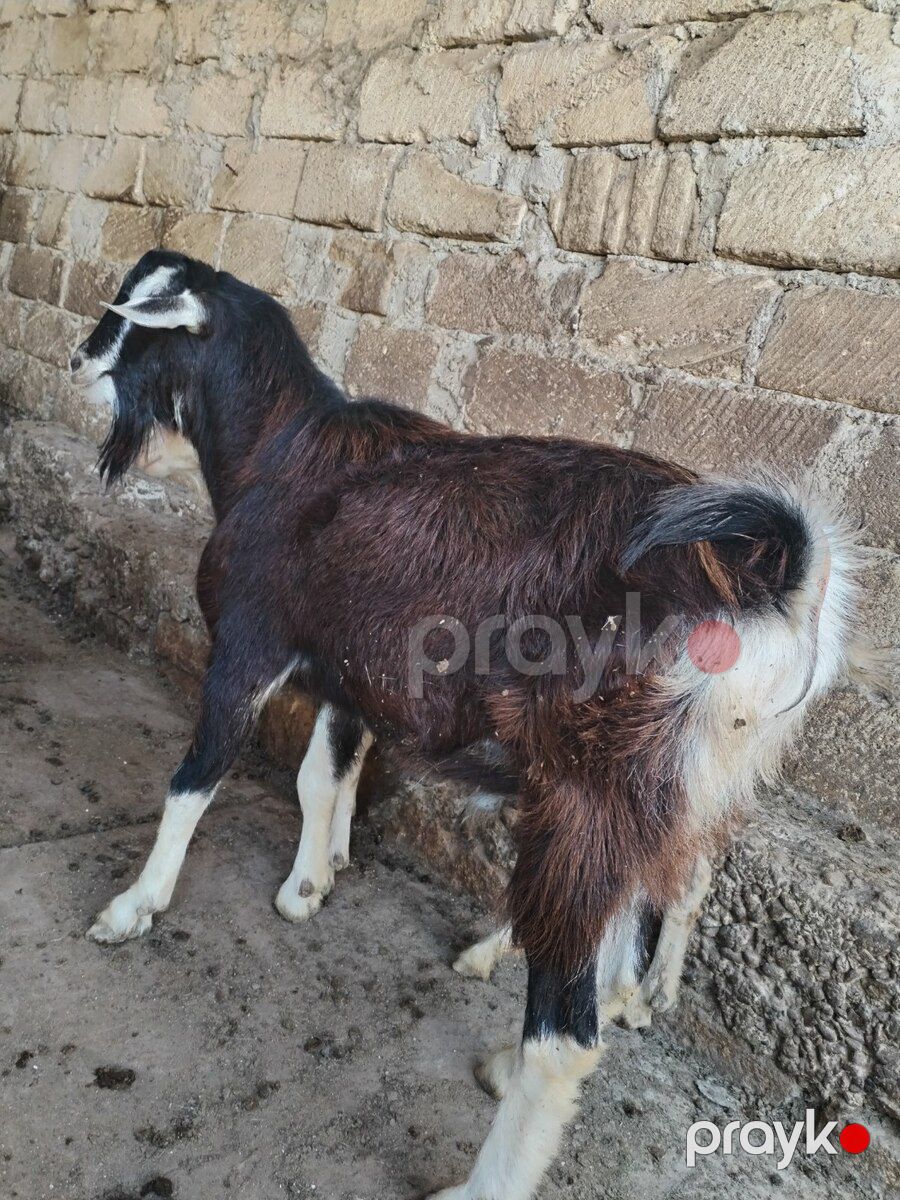 Sannen və Alpin təkələri — Kənd təsərrüfatı heyvanları, Bakı (7)