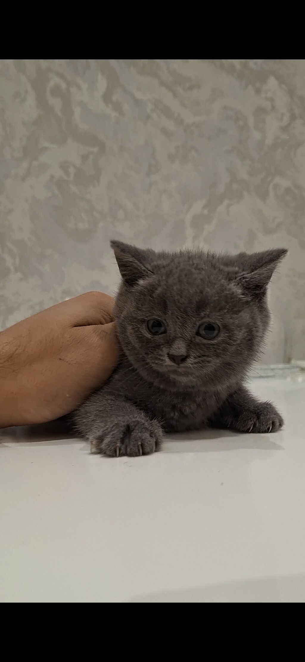 Şotland, Dişi, Ünvandan götürmə, Ödənişli çatdırılma — Pişiklər, Bakı (3)