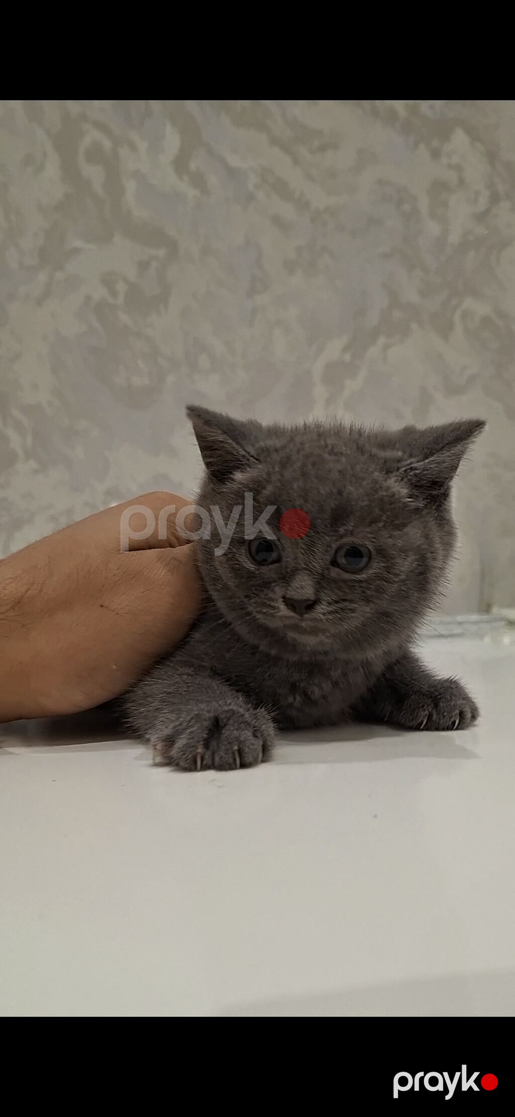 Şotland, Dişi, Ünvandan götürmə, Ödənişli çatdırılma — Pişiklər, Bakı (3)