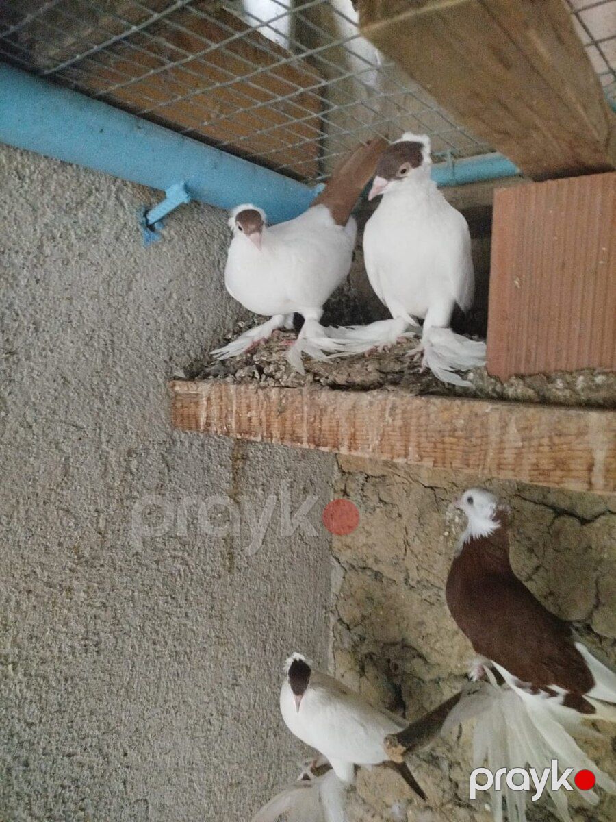 Göyərçin — Quşlar, Şabran (5)
