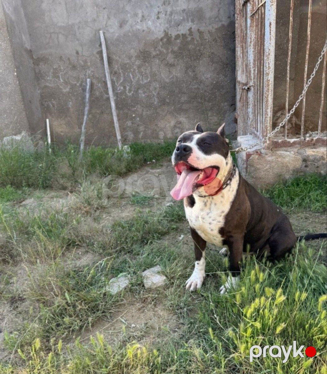 Pitbul balaları — Köpəklər, Bakı (6)