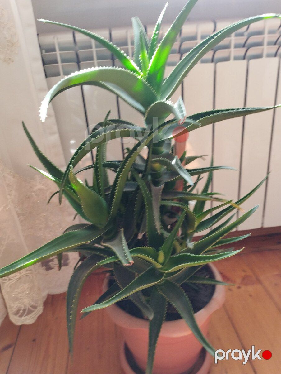 Aloe gülü — Bitkilər, Bakı (3)