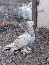 Məhsul: Ev göyərçinləri (şou/şəhər göyərçini tipləri) Təsvir: - Rəng — Quşlar