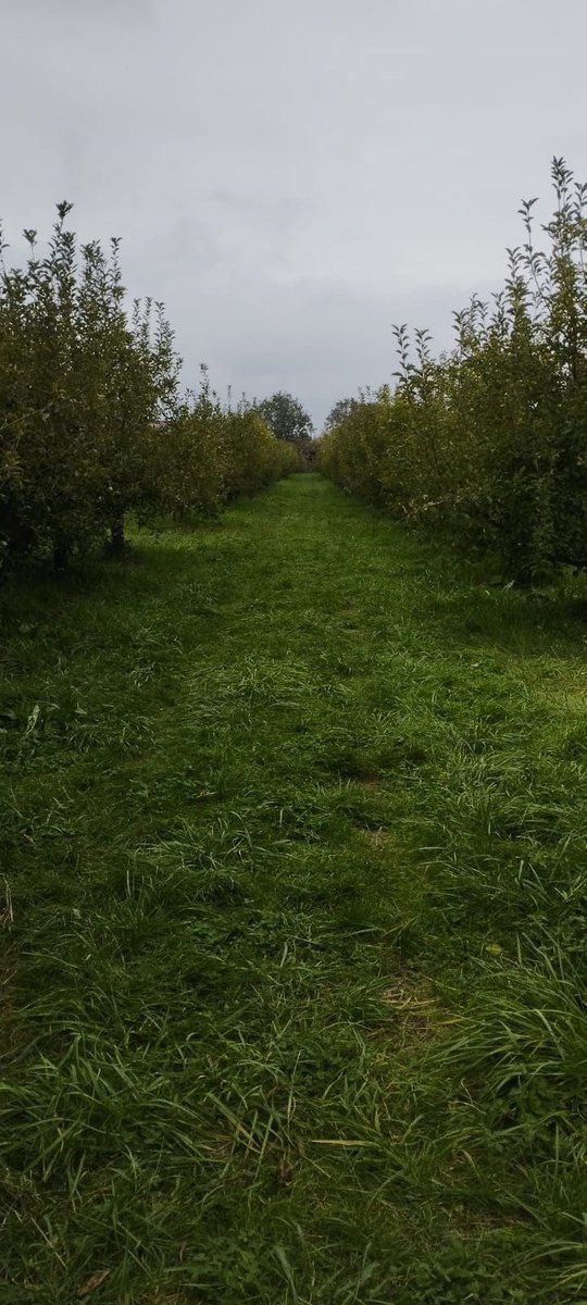 115 sot torpaq sahəsi, Quba r — Torpaq, Quba (3)