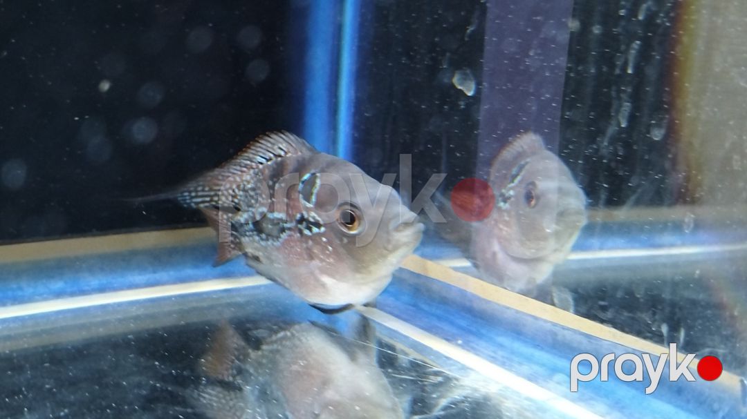 Floverhorn balığı — Akvariumlar və balıqlar, Bakı