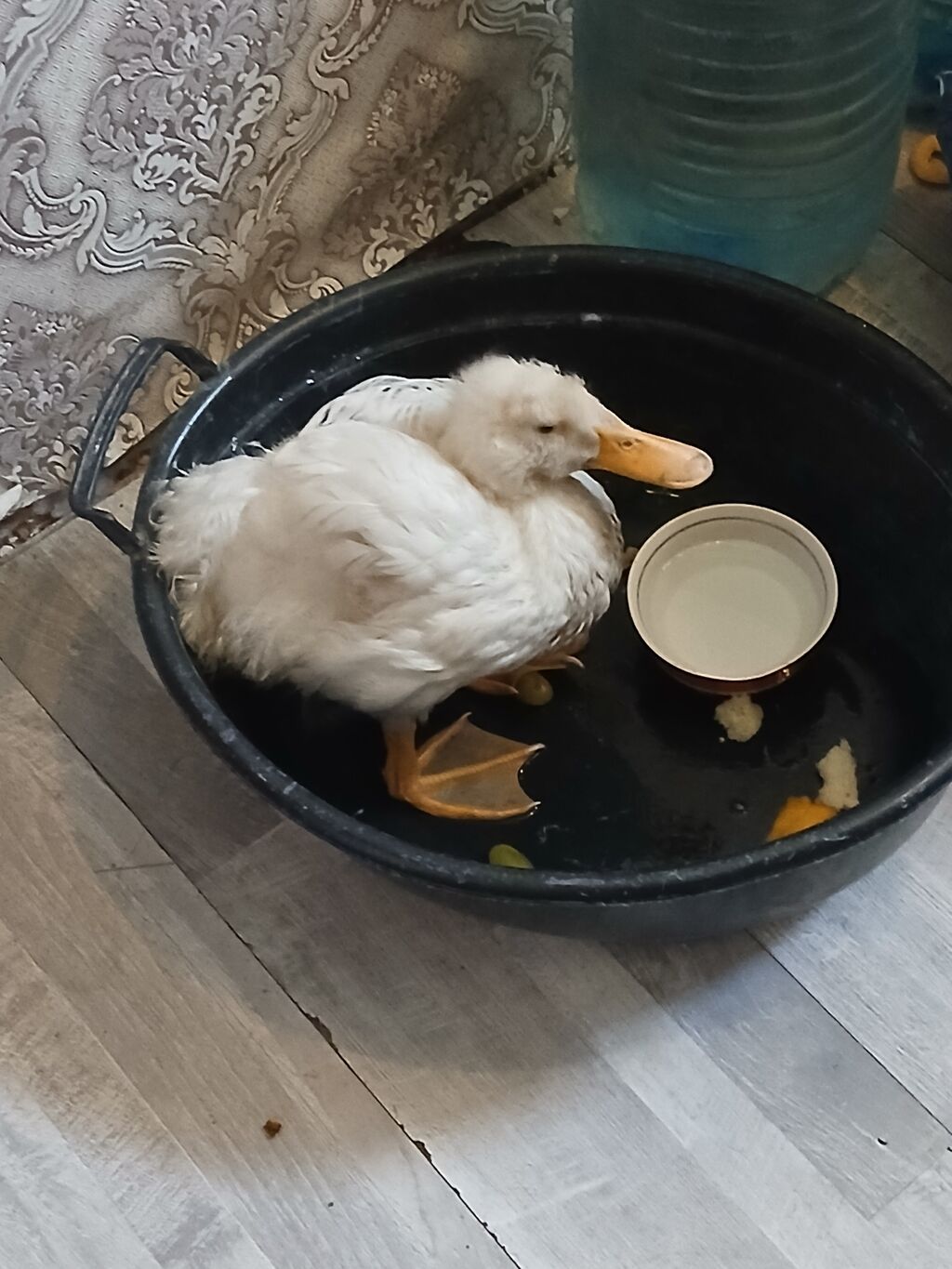 Ağ ördək - Növ: evdə saxlanılan ağ ördək - Rəng: tam ağ lələklər — Digərləri, Digah (3)
