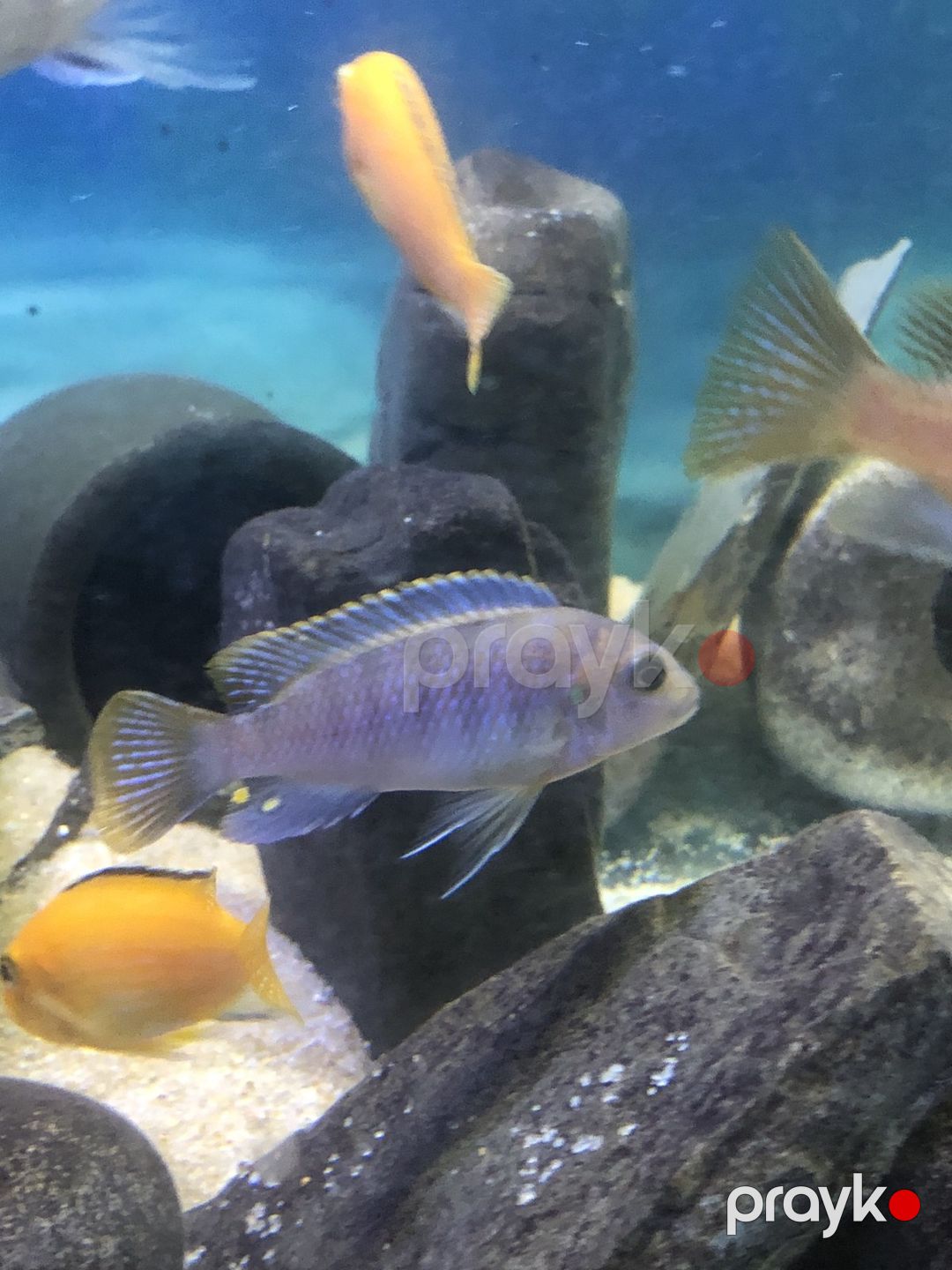 Zebra balığı — Akvariumlar və balıqlar, Bakı (3)