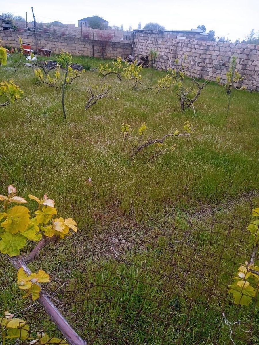 10 sot torpaq sahəsi, Maştağa qəs — Torpaq, Bakı (4)
