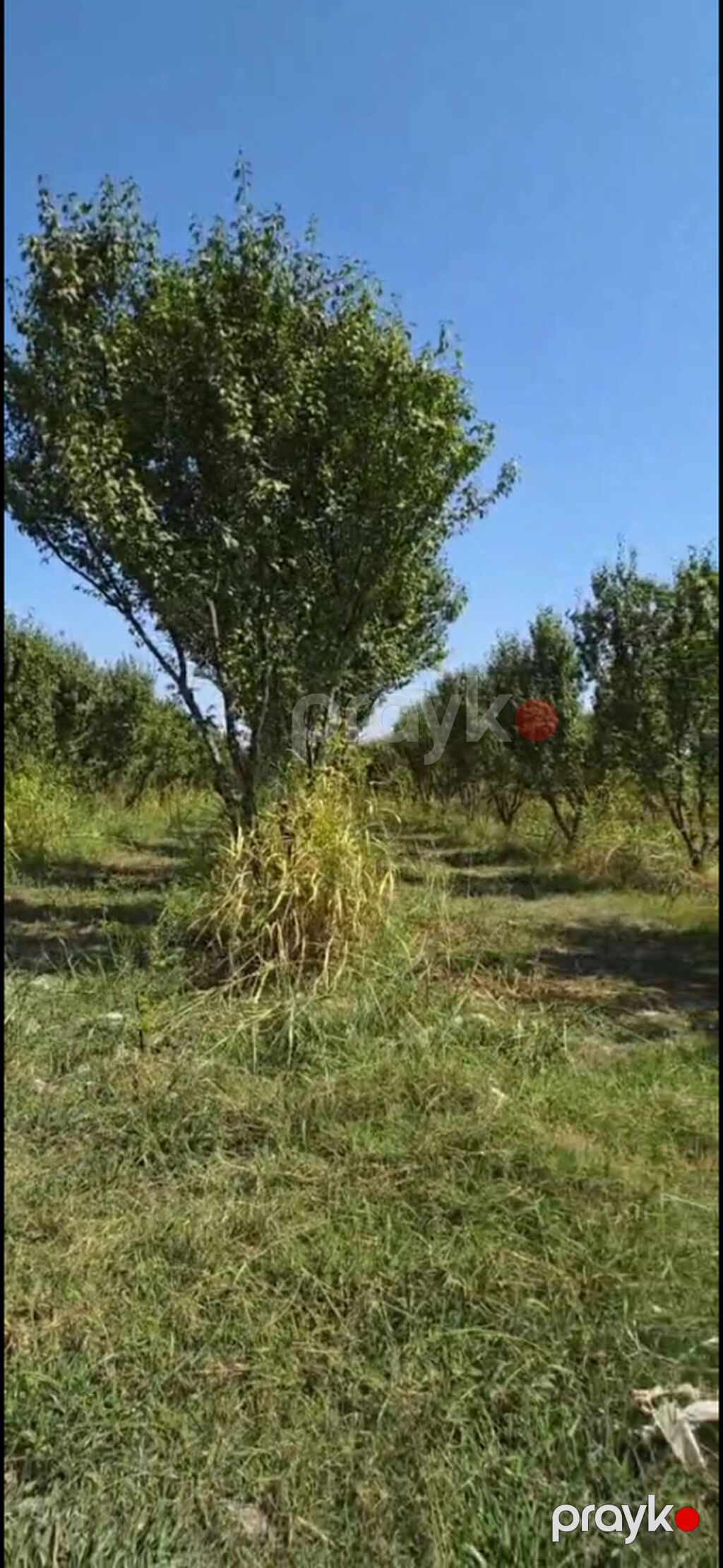 200 sot, Mülkiyyətçi, Kupça (Çıxarış) — Torpaq, Göyçay (4)