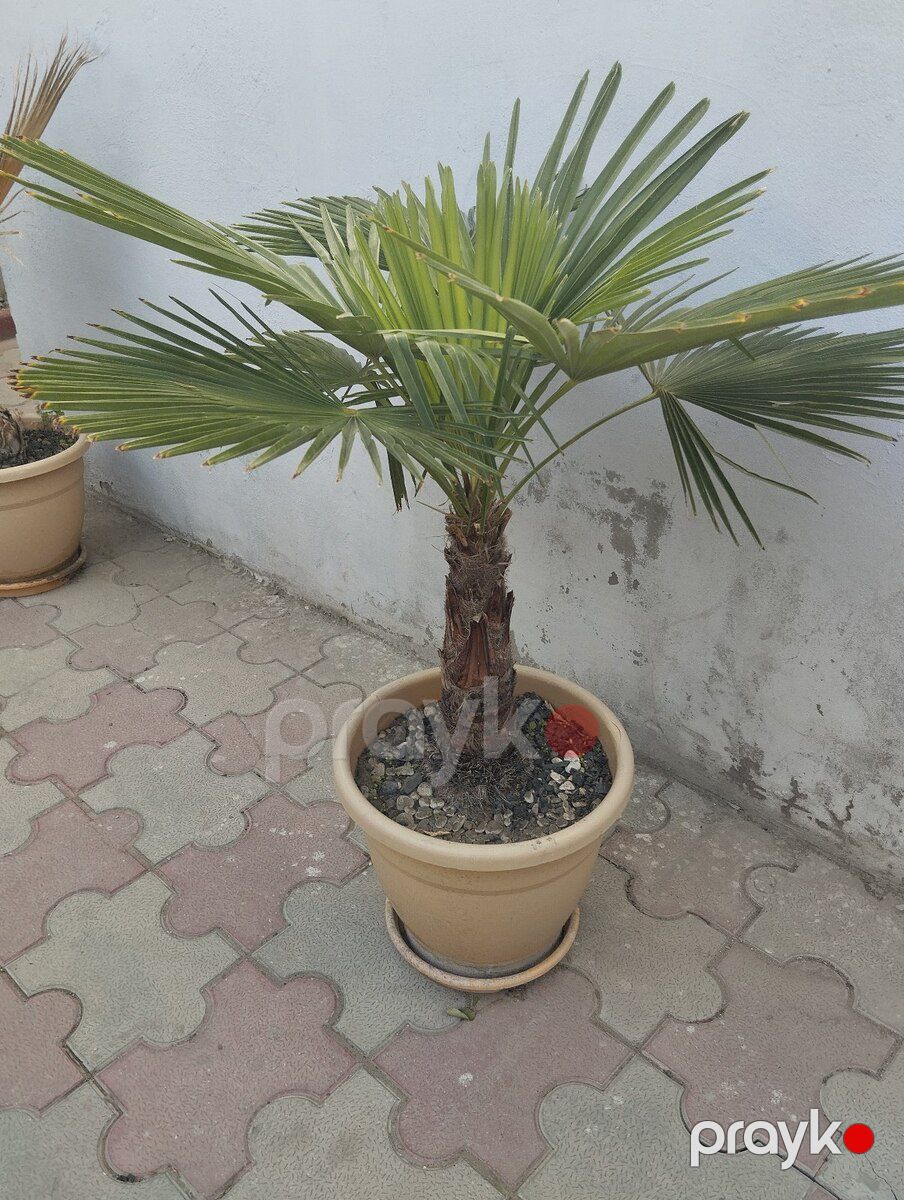 Palma ağacları — Bitkilər, Bakı (2)