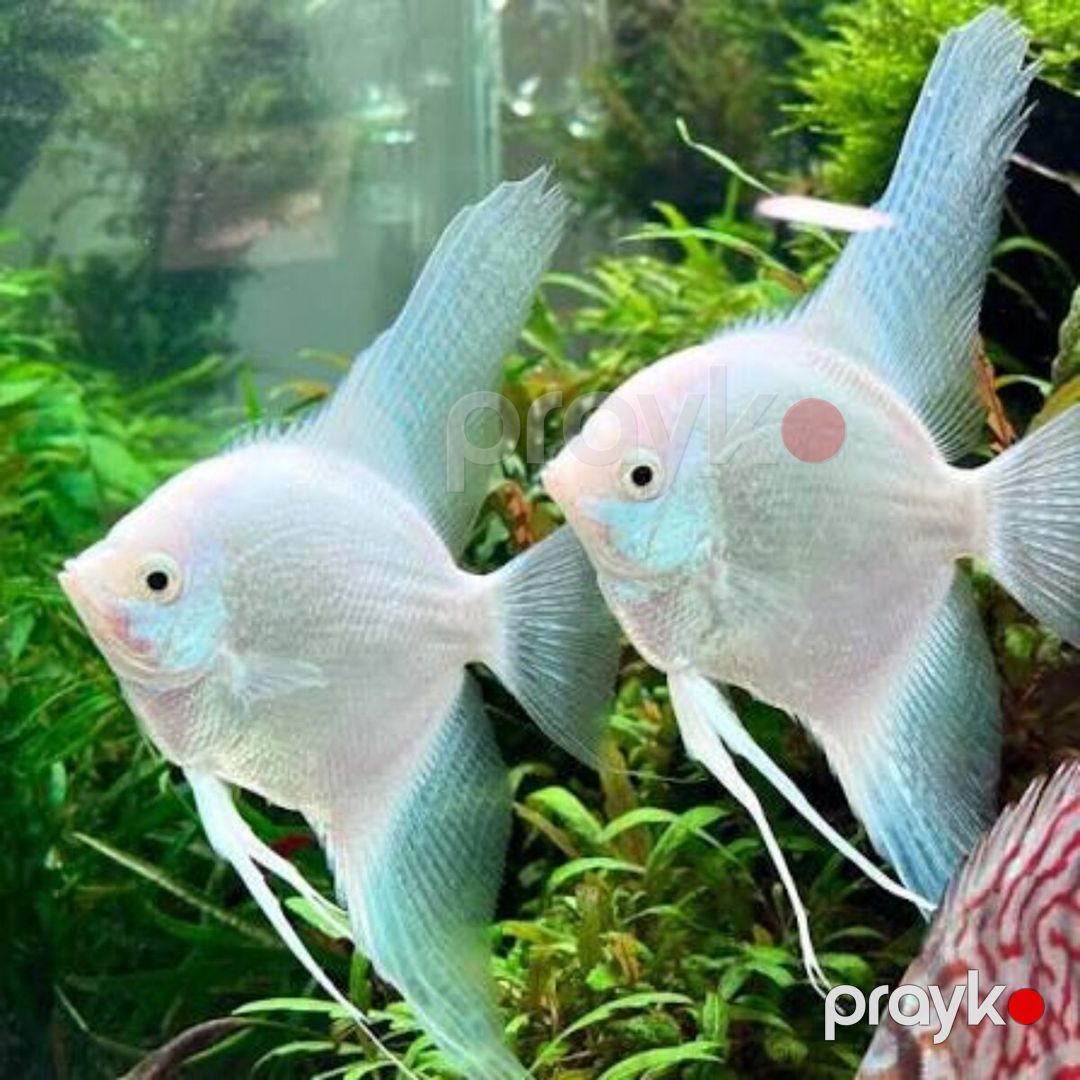 Platin Diamond Valvet — Akvariumlar və balıqlar, Bakı