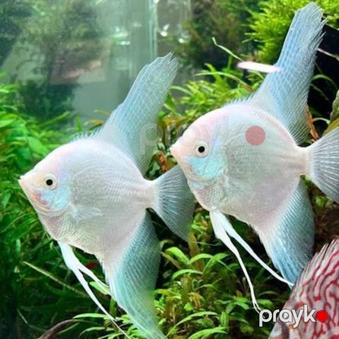 Platin Diamond Valvet — Bakı