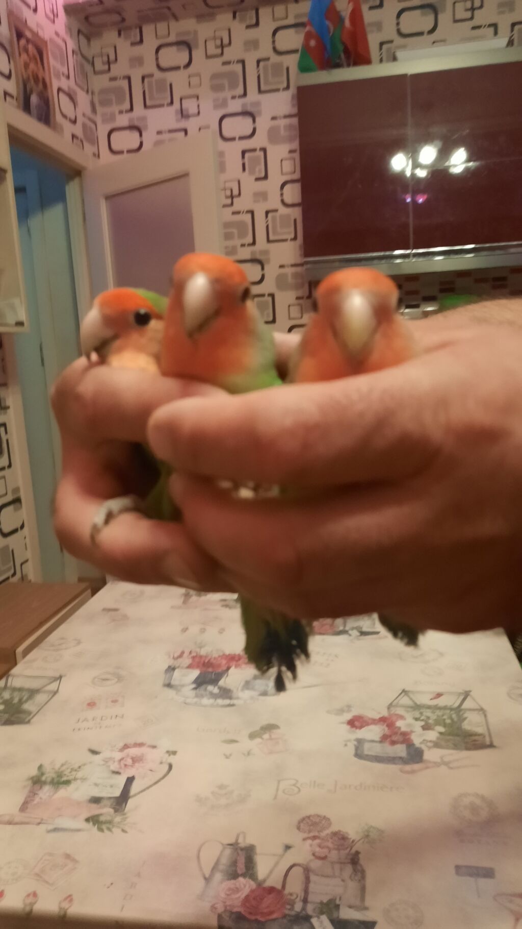 Növ: Agapornis (Sevgi tutuquşusu) – yaşıl bədən, mavi quyruq ucları — Tutyun papağayı, Bakı (4)