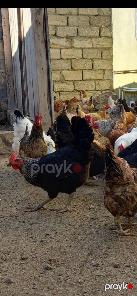 Toyuqlar — Bakı