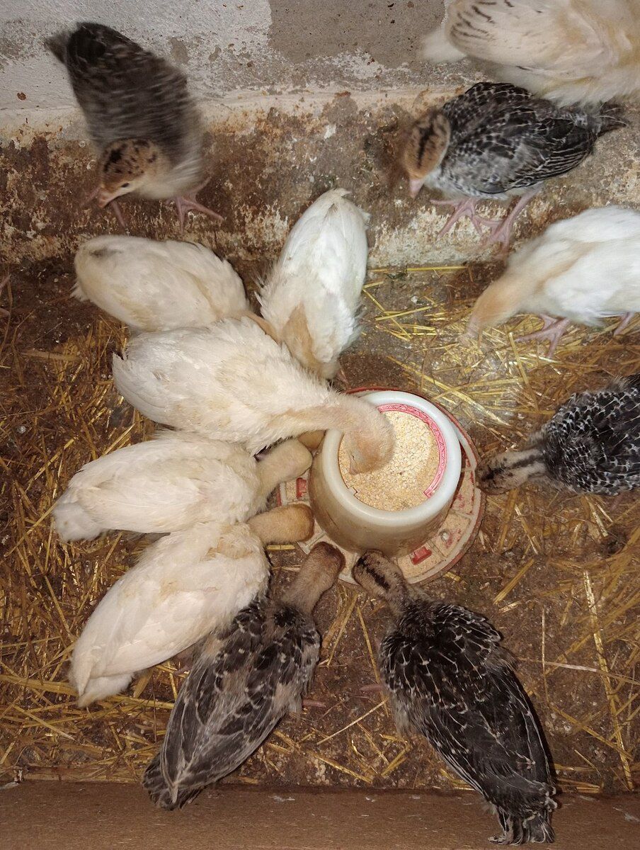 Hinduşka cücələri — Quşlar, Bakı (6)