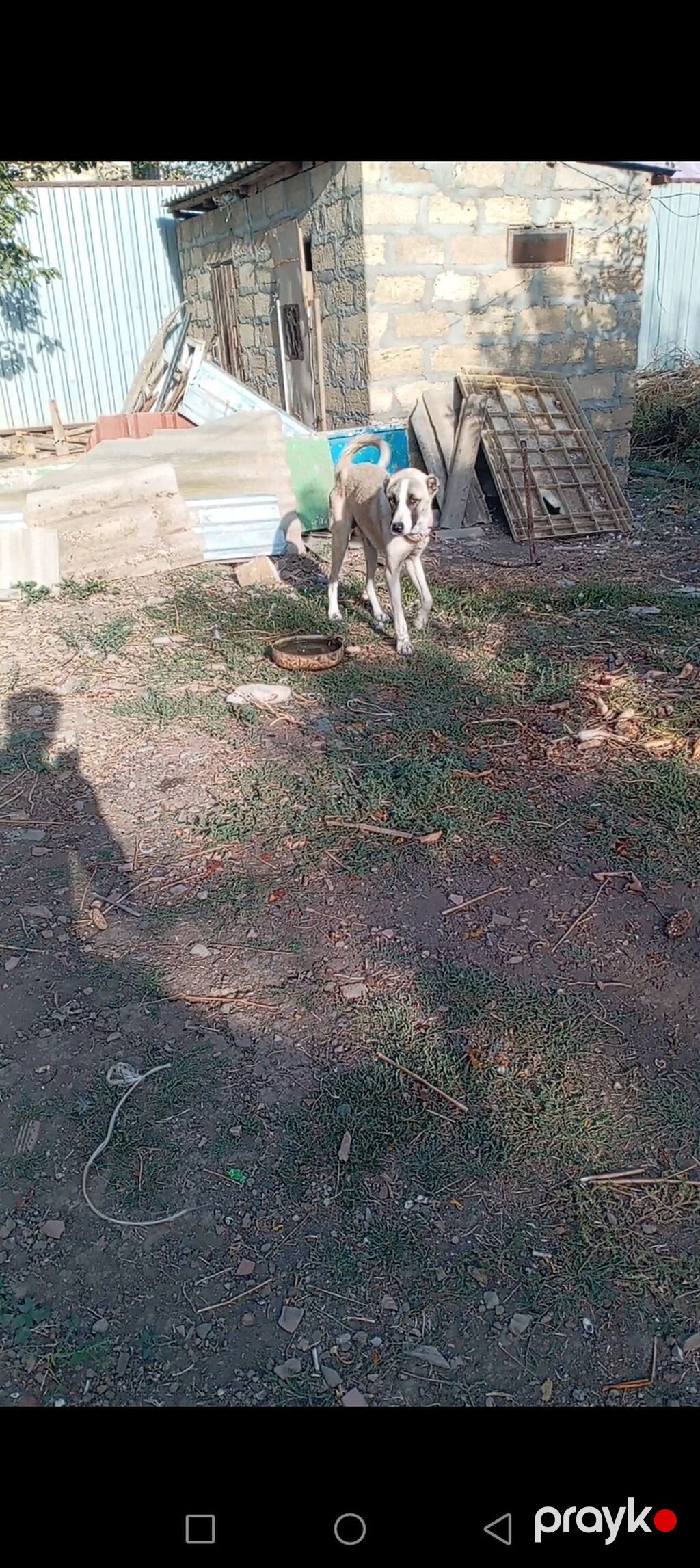 Erkəy kucuk satılır 7 ay uzun qalın kucukdu cox urəyli di itə melidi — Köpəklər, Cəlilabad (5)