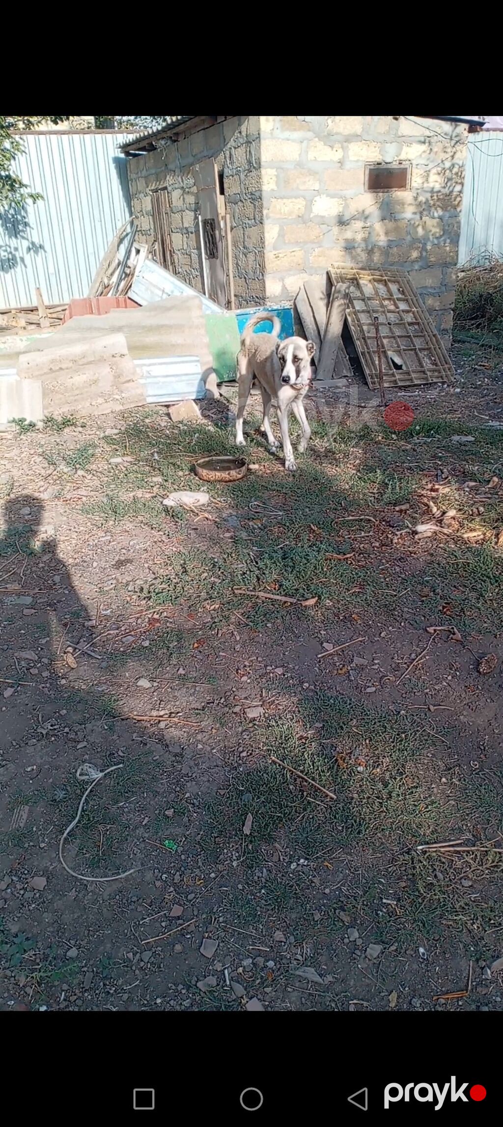 Erkəy kucuk satılır 7 ay uzun qalın kucukdu cox urəyli di itə melidi — Köpəklər, Cəlilabad (5)