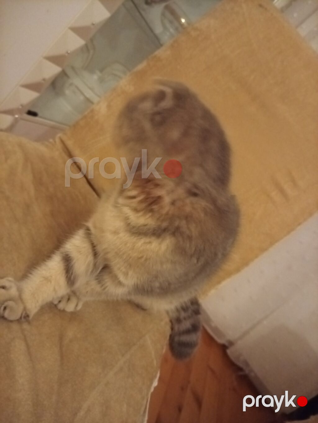 Şotland — Pişiklər, Sumqayıt (3)