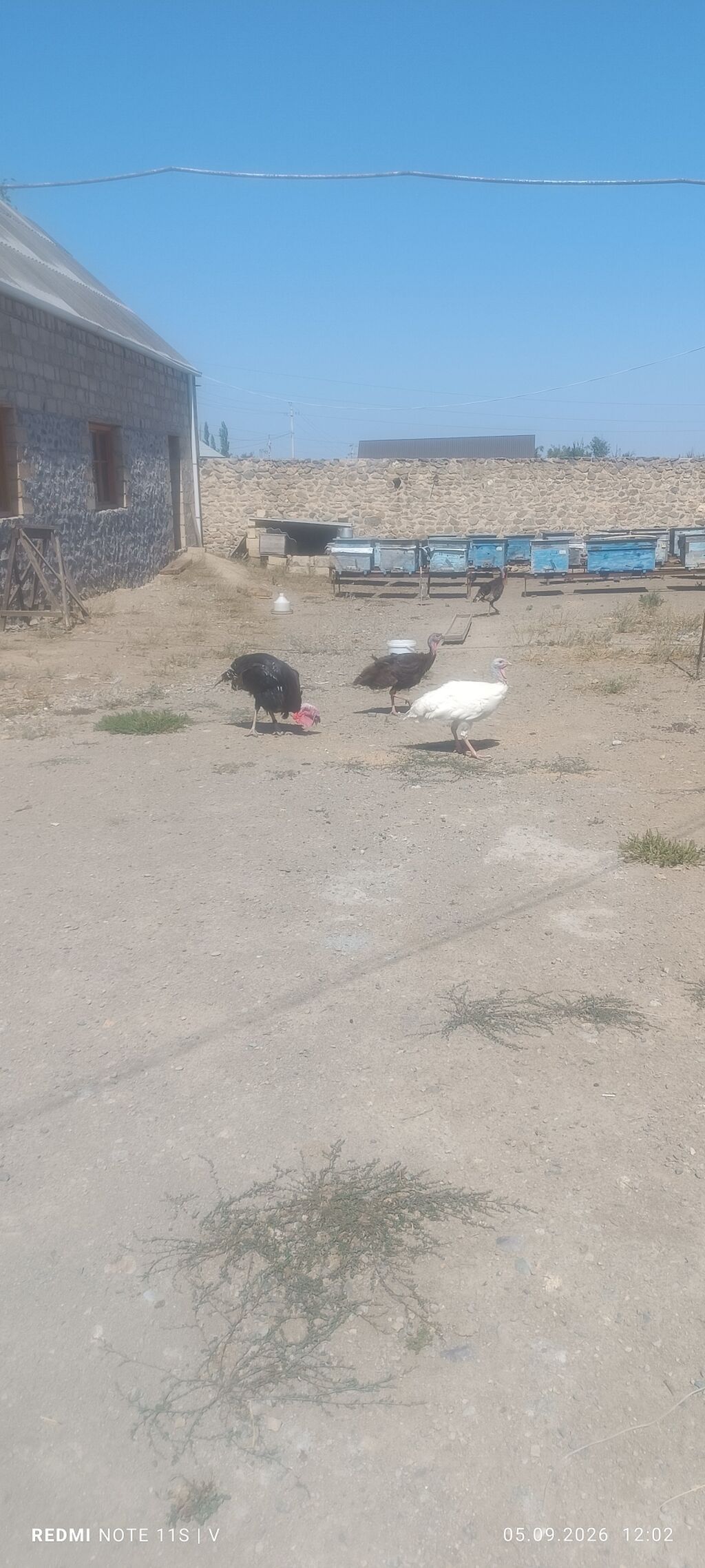 Məhsul: Hinduşka sürüsü Təsvir: - Təbii şəraitdə otlaqda bəslənən — Digərləri, Gəncə (5)