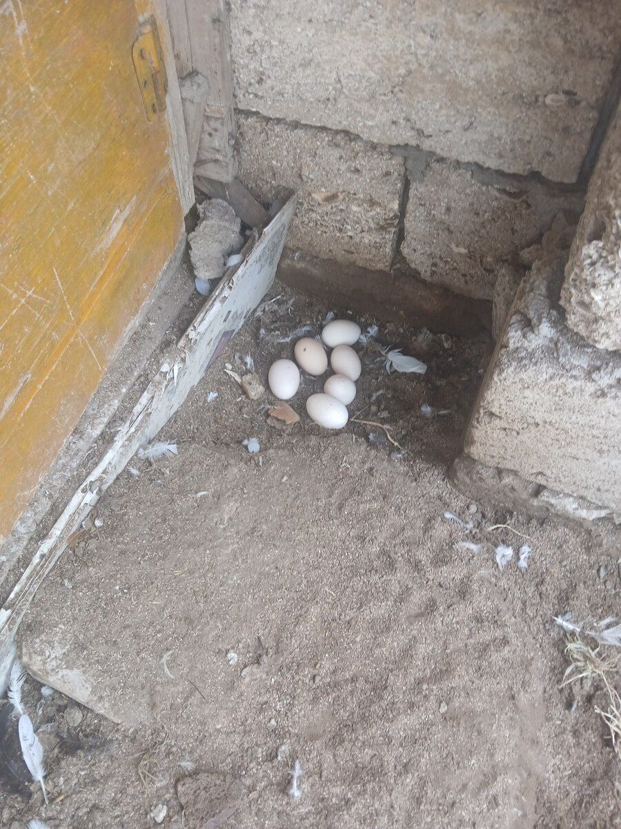 Toyuqlar — Quşlar, Bakı (6)