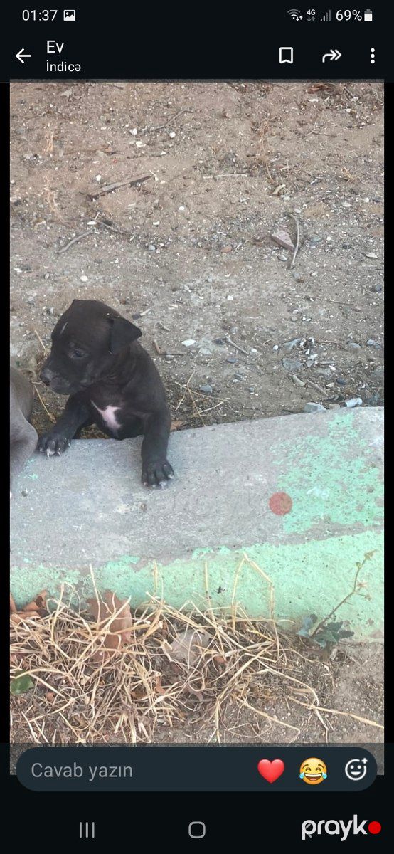 Pitbul balaları — Köpəklər, Bakı (10)