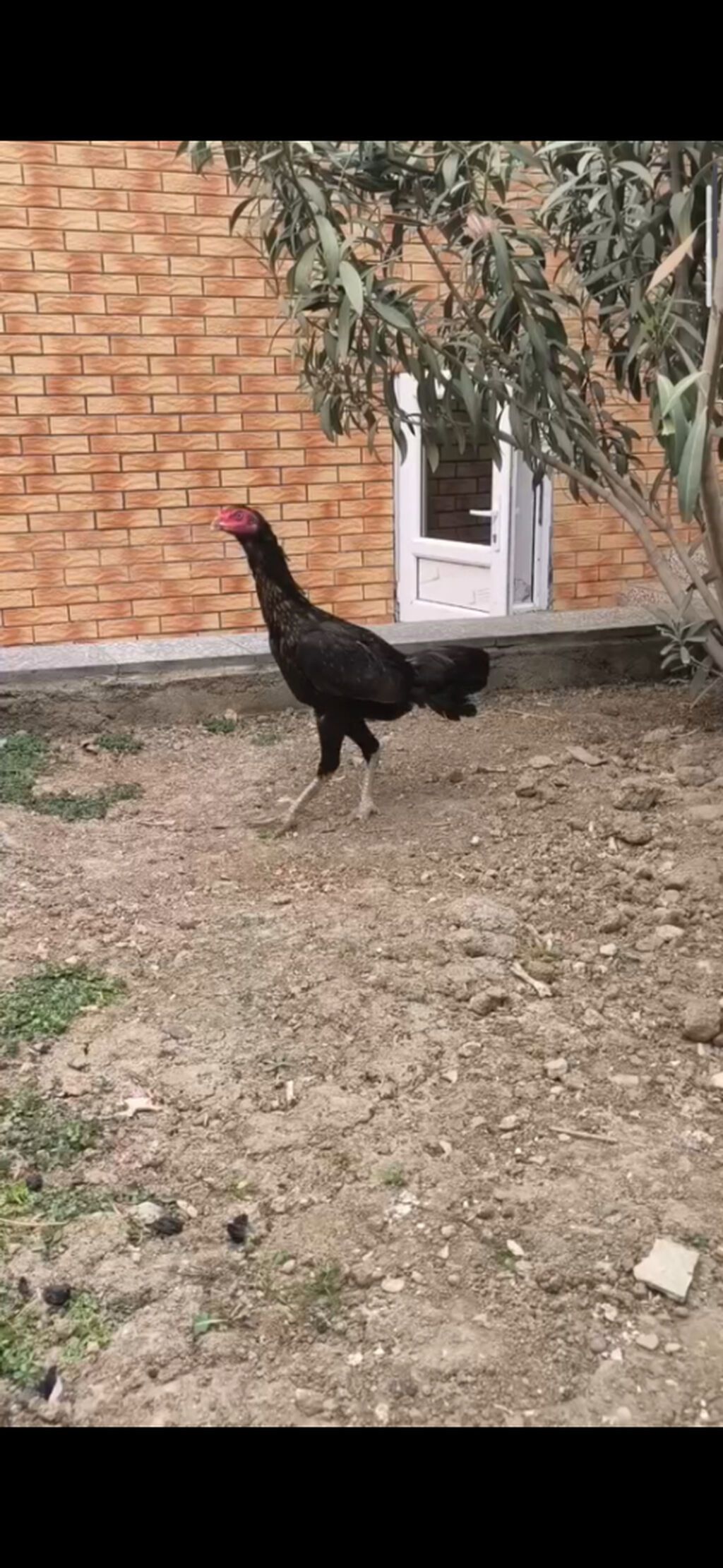 Cücələr şəkildəki xoruz fərəlerin balalardır sarı xoruz saribelerdəndi — Digərləri, Sumqayıt