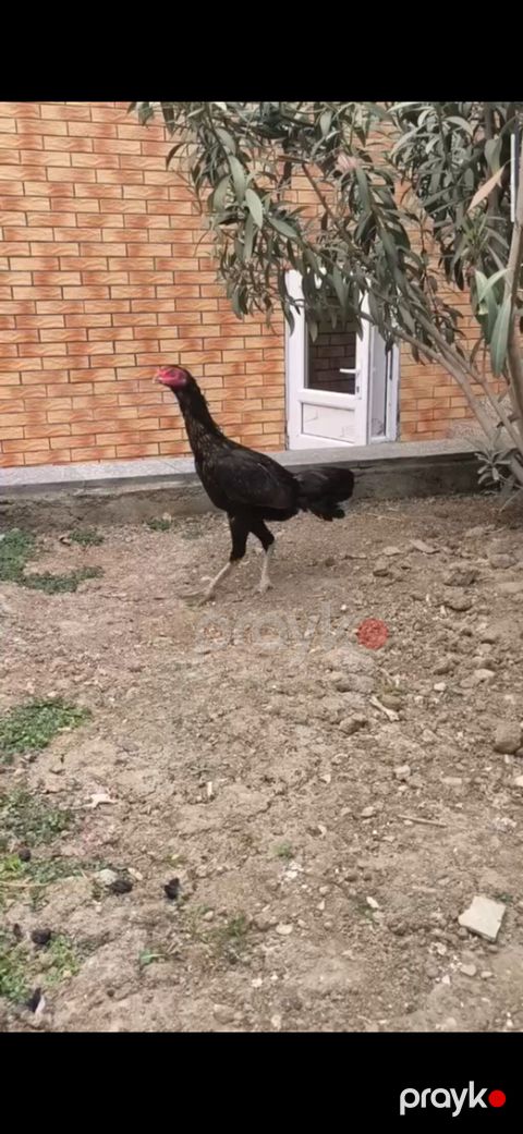 Cücələr şəkildəki xoruz fərəlerin balalardır sarı xoruz saribelerdəndi — Sumqayıt