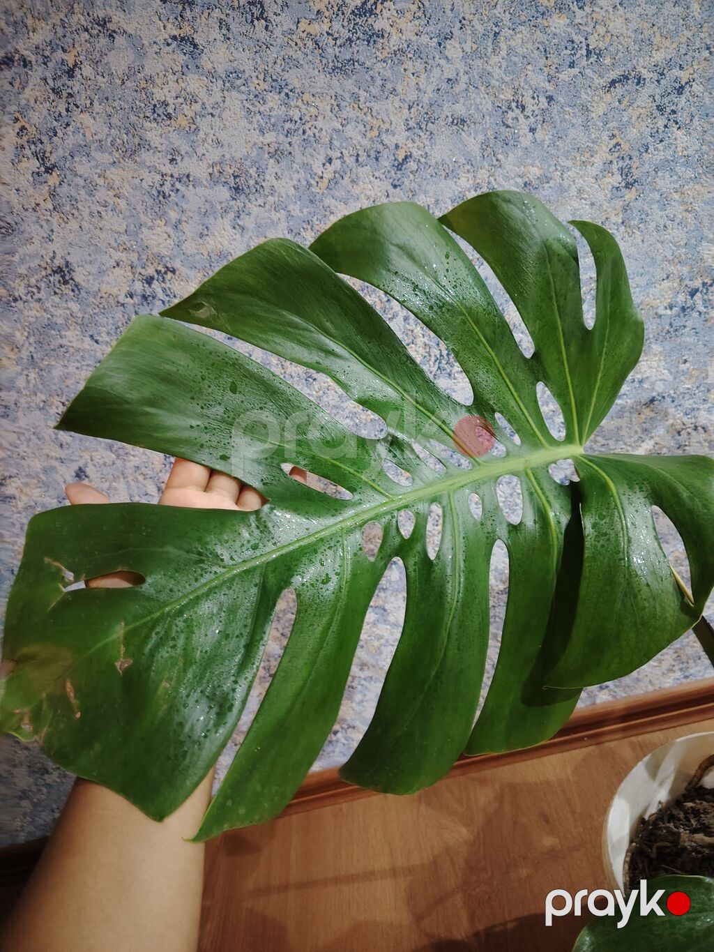 Monstera deliciosa (Şveytsariya pendiri bitkisi) – dekorativ böyük — Qapı bitkələri, Bakı (4)