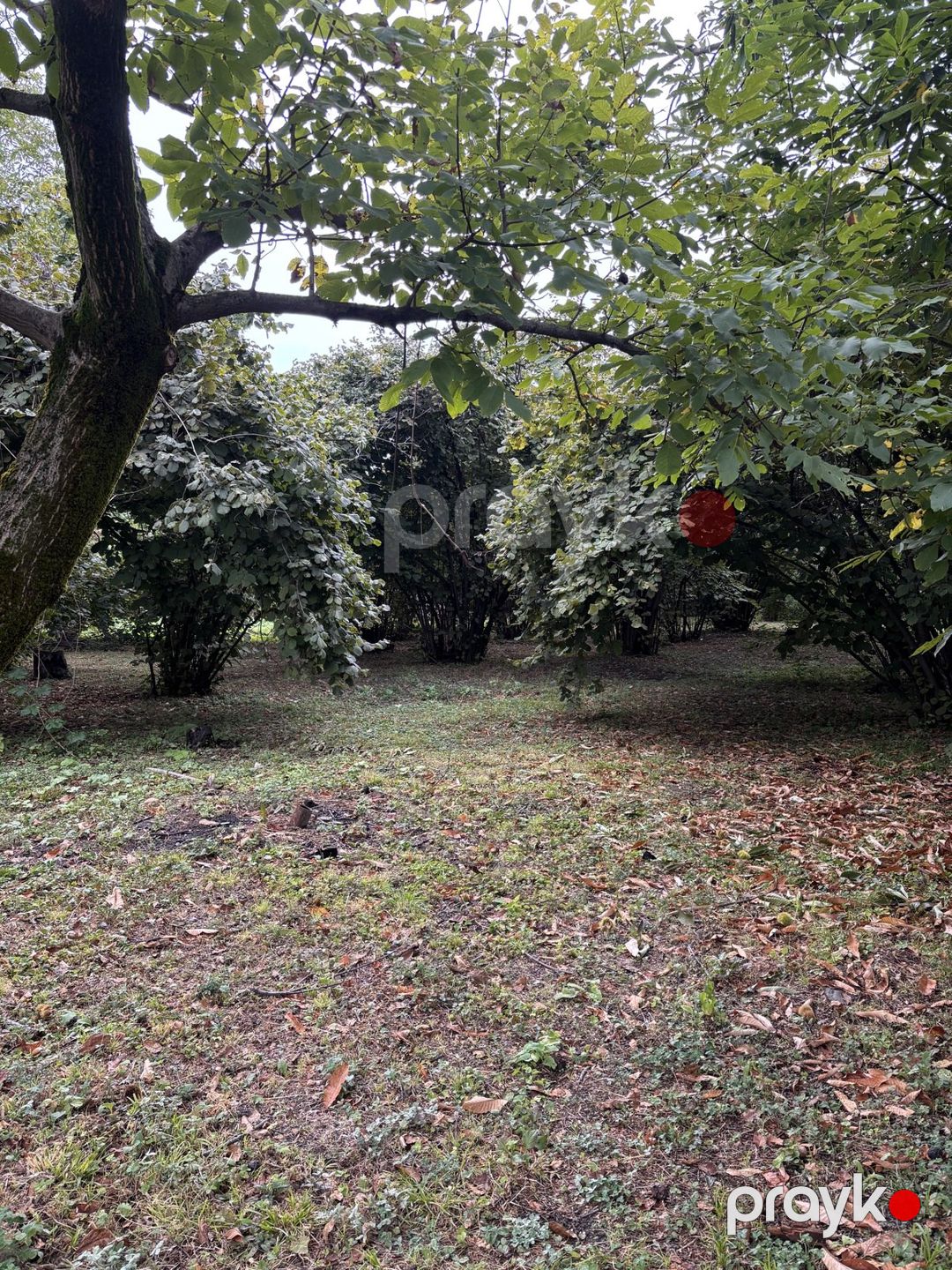 Satılır torpaq 30 sot — Torpaq, Qəbələ (5)