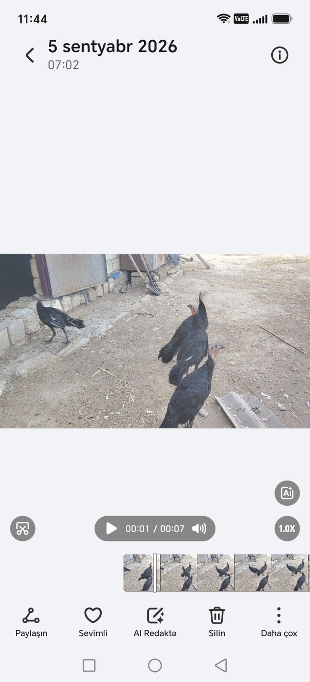 Qara hinduşka balaları - Foto/videoda görünən qara rəngli hinduşka — Digərləri, Bakı