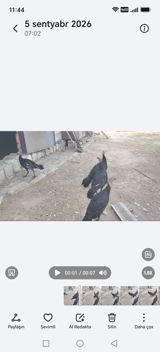 Qara hinduşka balaları - Foto/videoda görünən qara rəngli hinduşka — Quşlar