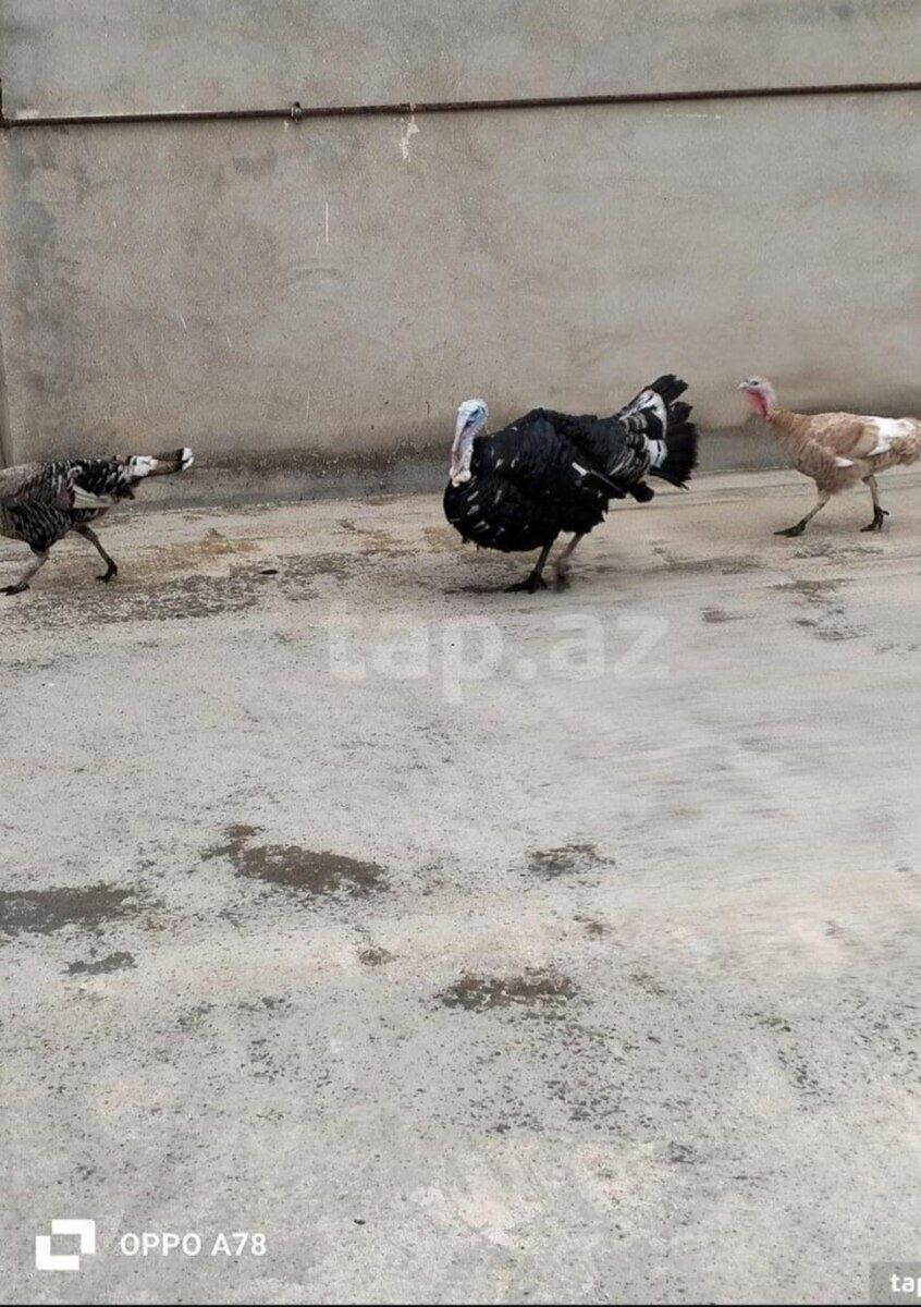 HInduşkalar — Quşlar, Bakı (2)
