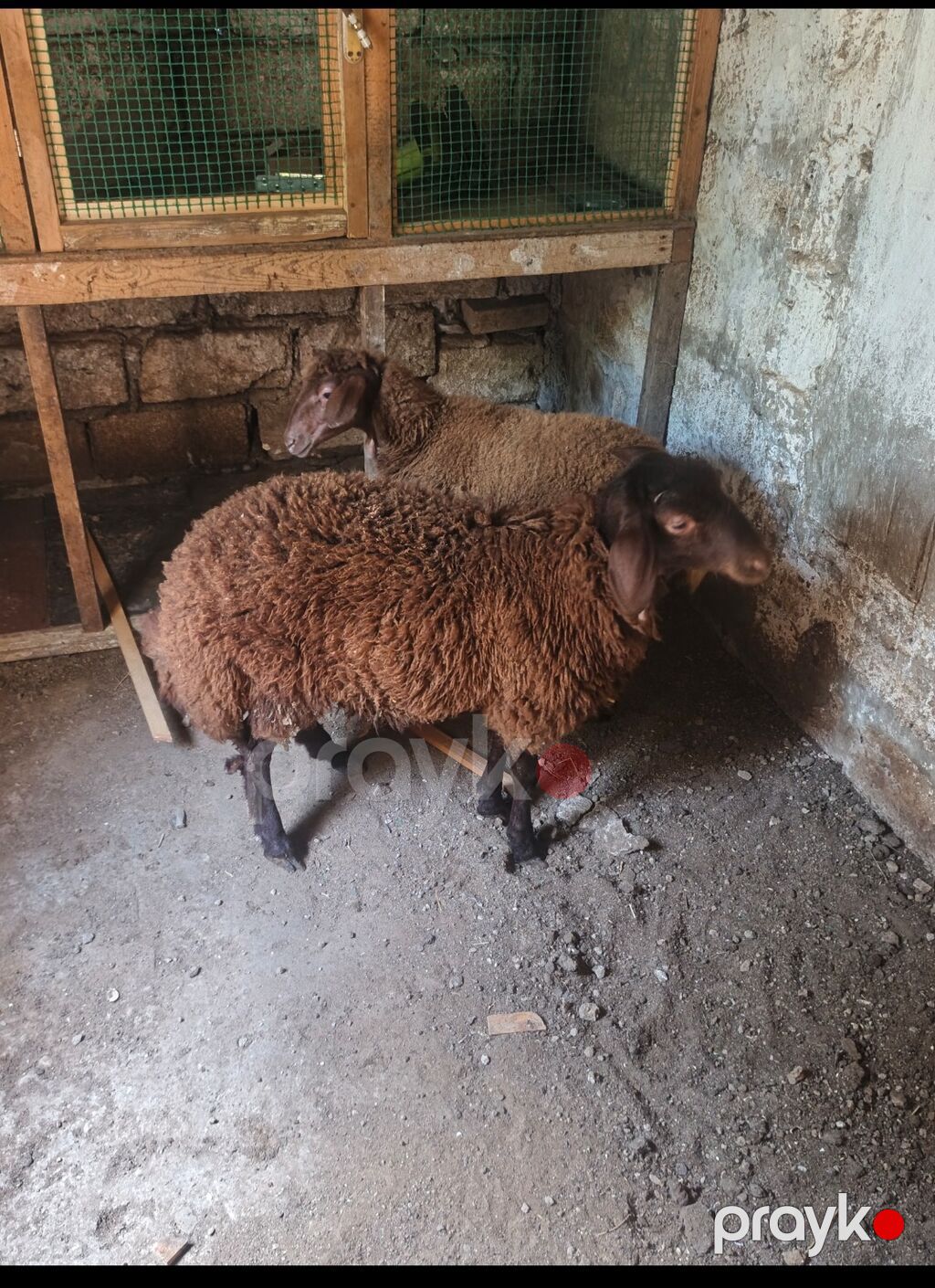 Erkək, il: 4, 32 kq, Damazlıq, Ödənişli çatdırılma — Kənd təsərrüfatı heyvanları, Bakı (3)