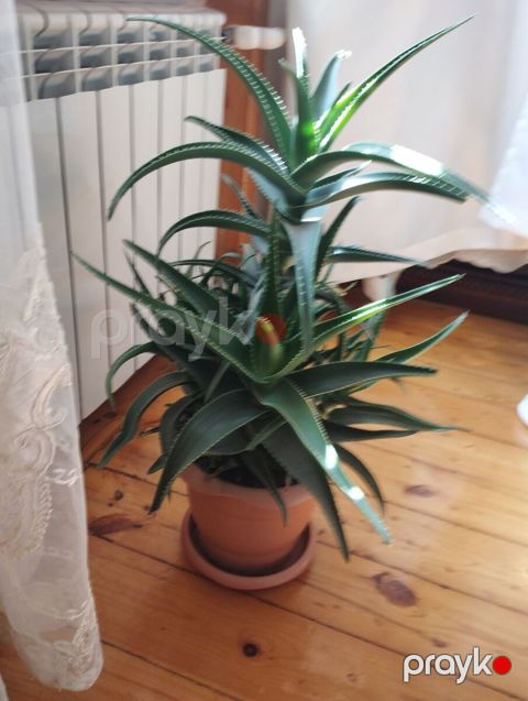 Aloe gülü — Bakı