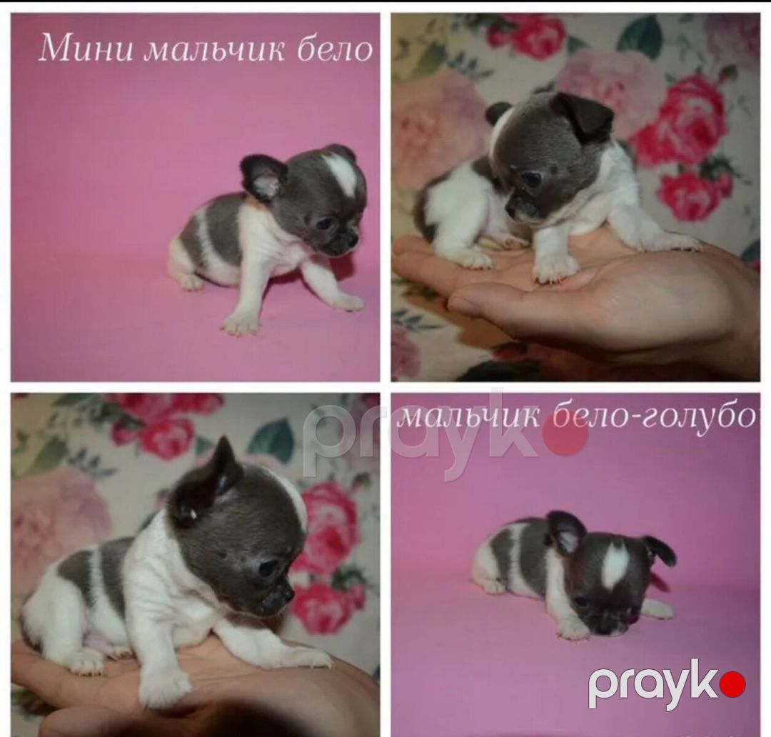 Чихуахуа — Köpəklər, Bakı (8)