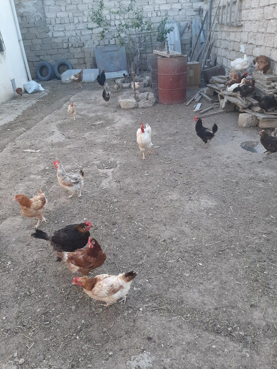 Xoruz və lal ördəklər — Quşlar, Bakı