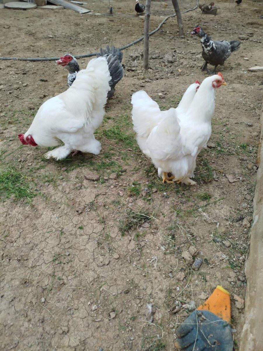 Brama yumurtası — Quşlar, Bakı (5)