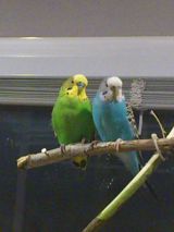 Növ: Dalğalı tutuquşu (budgerigar) - İksi biryerde 40manat aşagi — Quşlar
