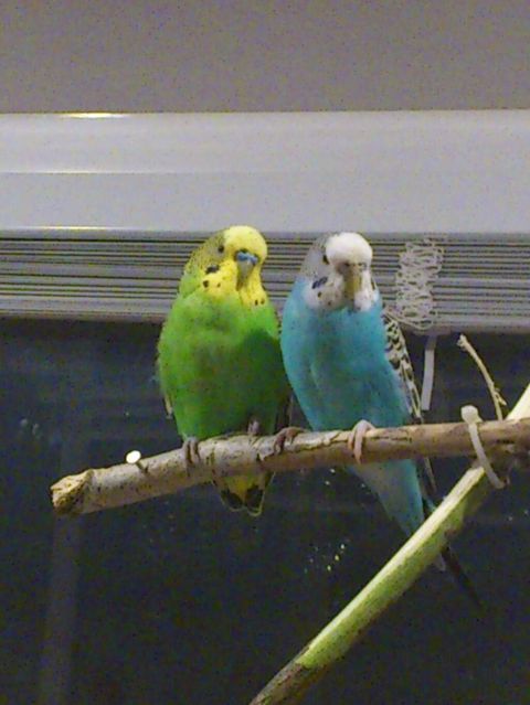 Növ: Dalğalı tutuquşu (budgerigar) - İksi biryerde 40manat aşagi — Qobu