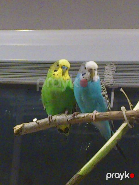 Növ: Dalğalı tutuquşu (budgerigar) - İksi biryerde 40manat aşagi — Qobu